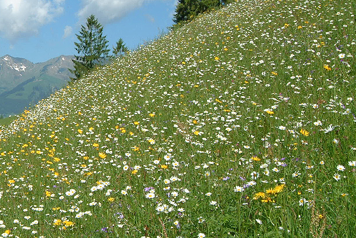 Neu angelegte Blumenwiesen enthalten zahlreiche Pflanzen der Glatthaferwiesen. Glatthaferwiesen sind traditionell zweimal jährlich gemähte Heuwiesen, als Wirtschaftswiesen aber in vielen Regionen selten geworden.