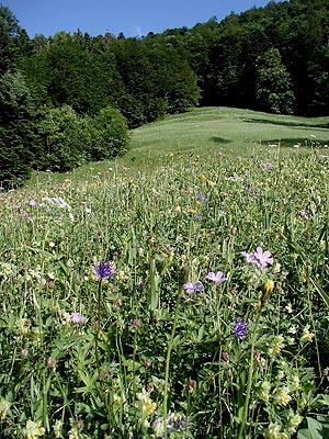 Blumenreiche Bergwiese an einem sehr steilen Hang. Die Bewirtschaftung ist mit einem großen Aufwand verbunden, da jährlich der Lawinenschutt entfernt werden muss.