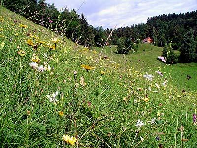 Der großflächige Magerwiesenkomplex aus Halbtrockenrasen und Rotschwingel-Straußgraswiesen bildet mit anstehenden Felsbereichen und Gehölzen einen artenreichen Lebensraum.