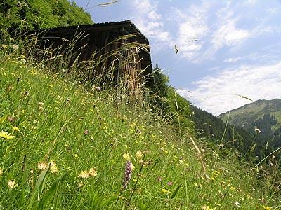 Die ausgesprochen artenreiche Trespenwiese im Valleu muss auf Grund des steilen Geländes großteils von Hand bewirtschaftet werden.