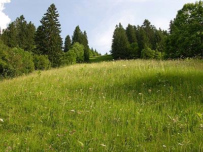 Die Bewirtschaftung dieser großen Rotschwingel-Straußgraswiese  ist wegen des extrem steilen Geländes mit einem großen Aufwand verbunden.