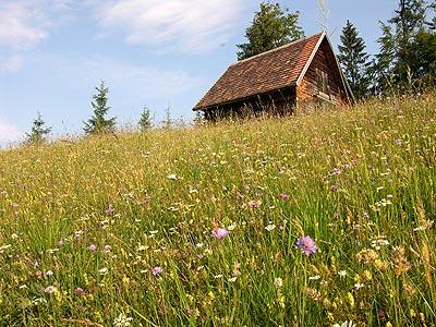 Die naturnahe Bewirtschaftung des schwierigem Geländes erhält eine bunte und sehr artenreiche Rotschwingel-Straußgraswiese.