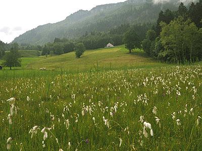 Gesamtbetrieb in Hohenems: Standortgerechte Wiesen und Weiden, traditionelle Obstsorten sowie artenreiche Mager- und Streuwiesen sind die Grundlage für den Artenreichtum auf diesem Betrieb.