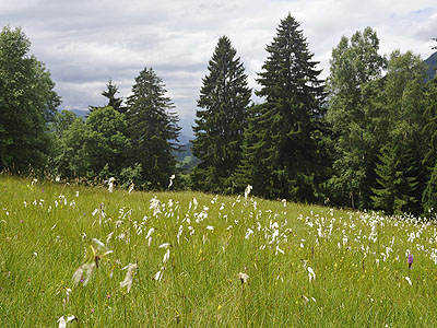 inderer Florian, Raggal - Mager- und Streuwiesenkomplex „Morscher oben“  im Natura 2000-Gebiet Ludescherberg: Variierende Bodennässe sorgt für unterschiedlichste Vegetationstypen in dieser Mager- und Streuwiese. Dementsprechend groß ist auch die Pflanzenvielfalt.