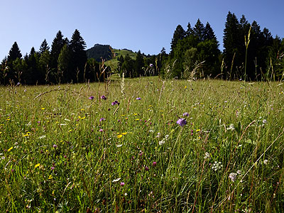 Gstach Elmar, Frastanz - Mager- und Streuwiesenkomplex „Oberer Berg“: Die Magerwiese am Stutzberg ist ein ausgesprochen artenreicher Halbtrockenrasen, der lokal  in Rotschwingel-Straußgraswiesen und in Vernässungen in Hangflachmoore überleitet.