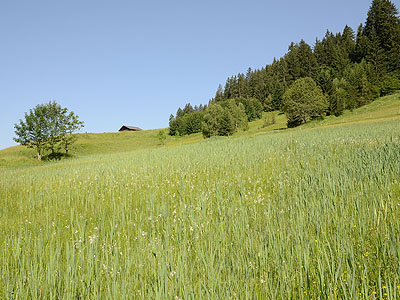 Stemer Christa, Bartholomäberg - Streuwiese „Riederhof“: Die Streuwiesen beim Riederhof zählen zu den bedeutenden Flachmooren in mittlerer Lage des Montafons und beherbergen eine Vielzahl seltener und attraktiver Pflanzen.