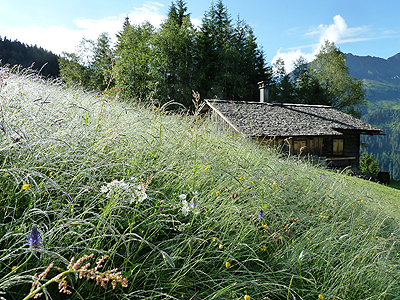 Netzer Hans – Silbertal, Goldhaferwiese „Maisäß“: Die Goldhaferwiese am Kristberg im Silbertal ist ein sehr schönes Beispiel für nachhaltige Berglandwirtschaft und Erhaltung der traditionellen Maisäßlandschaft. Mit der Bärwurz ist diese Wiese Lebensraum für eine besonders seltene Pflanze in Vorarlberg.