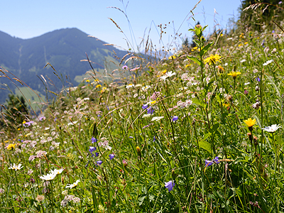 Keckeis Walter – Laterns, Magerwiese „Schwende Mahd“: Die bunte Blumenwiese ist nicht nur ökologisch wertvoll, sondern auch wichtig zur Erhaltung des attraktiven Landschaftsbilds auf der Schwende.