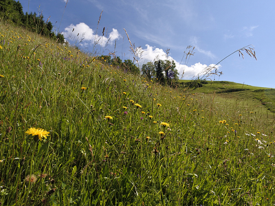 Nigsch Margarete – St. Gerold, Blumenwiese „Plankenberg“: OAm steilen Südhang des Plankenbergs ist diese Glatthaferwiese mit ihrem enormen Blütenreichtum und stabilen Artengefüge ein besonders schönes Beispiel für eine nachhaltige Wiesenkultur im Berggebiet. 