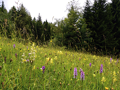 Dorn Michael - Riefensberg, Magerwiese „Kresser“: Die kleinräumige Standortvielfalt mit unterschiedlichen Pflanzengemeinschaften bietet zahlreichen seltenen Pflanzenarten Lebensraum.