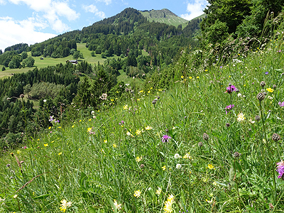 Groß Luise und Günther - Thüringerberg, Magerwiese „Martiniel Dornier“: Die arbeitsintensive Mahd der steilen Magerwiese in Thüringerberg erhält eine bemerkenswerte Blütenpracht und bereichert diese attraktive Landschaft.