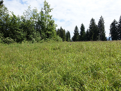 Gmeiner Klaus - Alberschwende, Extensivierungswiese „Unterrain“: Ein ursprünglich artenarmer Grasbestand entwickelte sich durch extensive Nutzung zu einer blütenreichen Glatthaferwiese mit auffallend vielen Schmetterlingen und an feuchteren Stellen zu einer Kohldistelwiese mit Knabenkräutern.