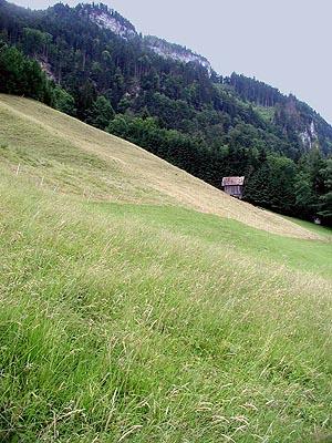 Die mäßig intensiv genutzte Glatthaferwiese leitet lokal in eine Rotschwingel-Straußgraswiese über. Mit rund 40 Pflanzenarten auf 25 m2 ist dies eine artenreiche Futterwiese.