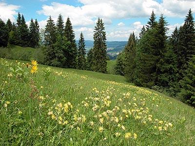 Eine Rotschwingel-Straußgraswiese  dominiert dieses großflächige Bergmahd, das wegen der Standortvielfalt  unterschiedlichsten Arten Lebensraum bietet.