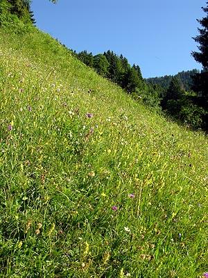 Auf Burden muss das Heu dieser sehr artenreichen Trespenwiese und Rotschwingel-Straußgraswiese den steilen Hang hinauf getragen werden.