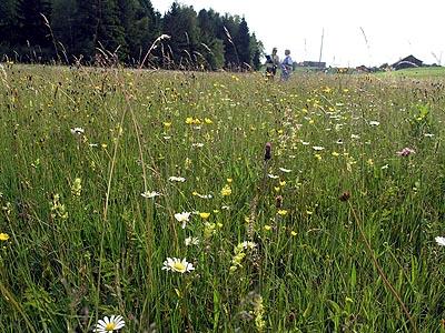 Borstgraswiesen,  Rotschwingel-Straußgraswiesen und Flachmoore mit beginnender Hochmoorbildung  sorgen in dieser Feuchtwiese für eine große Artenvielfalt.