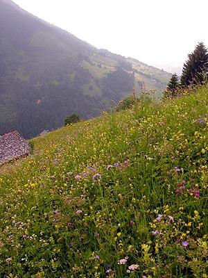Eine  Rotschwingel-Straußgraswiese prägt diese steile Bergwiese. Die aufwändige  Bewirtschaftung des steilen Hanges sichert die große Artenvielfalt
