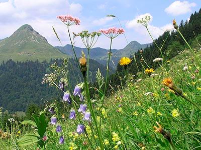 Auf einem extrem steilen Westhang des Ladritschtobels in Fontanella wird eine bunte und artenreiche Rotschwingel-Straußgraswiese als Magerwiese genutzt.