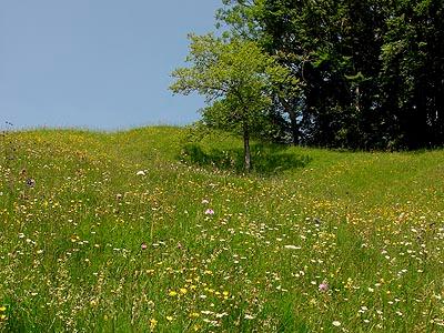 Eine artenreiche Magerwiese in steilem Gelände, eine nachhaltig genutzte Fettwiese am Ortsrand von Schwarzenberg sowie eine vielfältige Bergheuwiese beim Gülkevorsäß sind ein schönes Beispiel für abgestufte Wiesennutzung.