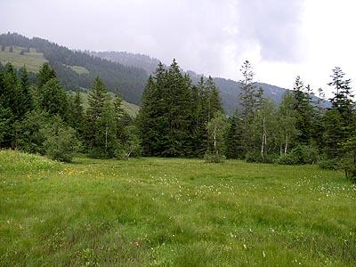 Die großflächige Streuwiese bei Biberstein im Balderschwangertal besteht aus einem Mosaik unterschiedlicher Feuchtwiesentypen, die eine Vielzahl an botanischen Raritäten beherbergen.