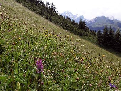 Magerwiese in Faschina: Auf dem von Natur aus produktiven Standort entstanden sogenannte Urgoldhaferwiesen, die ein ausgezeichnetes Heu liefern.