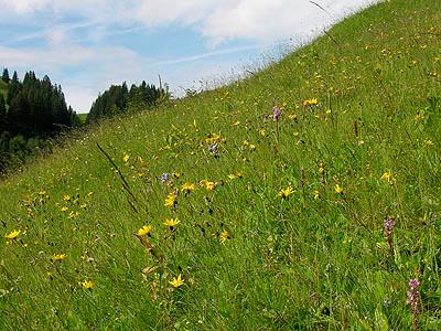 Magerwiese in Au: Die Bewirtschaftung der vielfltigen Magerwiese in Stoggen ist sehr aufwndig, zugleich auch Voraussetzung fr den Erhalt dieser sehr attraktiven Landschaft.