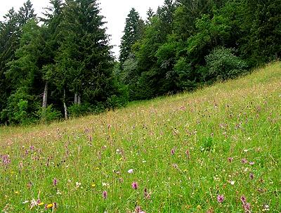 Magerwiese in Dnserberg: Umgeben von Gehlzen wird ein artenreicher Halbtrockenrasen aufwndig von Hand bewirtschaftet,  wovon auch das Landschaftsbild profitiert.