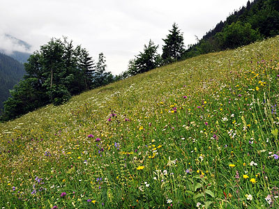 Magerwiese in Klsterle: Auf dem von Natur aus produktiven Standort entstand eine sogenannte Urgoldhaferwiese  einer der reizvollsten und bltenreichsten Wiesentypen in Vorarlberg. 