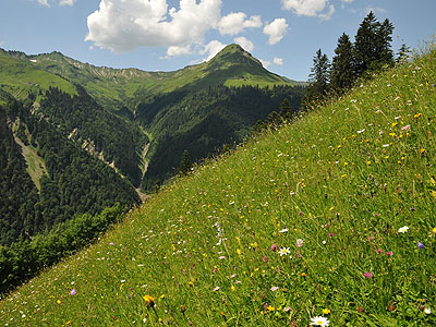 Bergmahd in Ladritsch (Fontanella): Die Bewirtschaftung dieser bunten Bergwiese ist auf Grund ihrer Steilheit und Abgeschiedenheit keine Selbstverstndlichkeit und ein wichtiger Beitrag zur Erhaltung der Kulturlandschaft im Berggebiet.