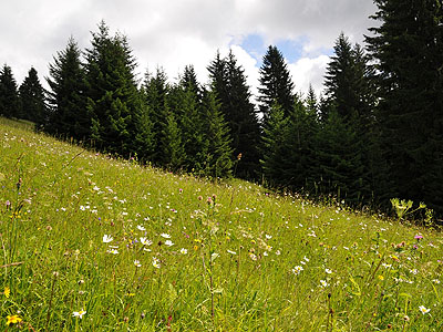 Rotschwingel-Straugraswiese in Laterns: Die naturnahe Bewirtschaftung des schwierigen Gelndes erhlt eine bunte und sehr artenreiche Rotschwingel-Straugraswiese.
