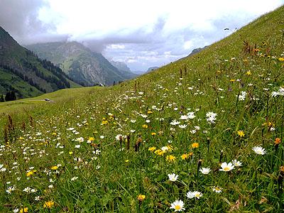 Bergwiese in Schrcken: Auf dem steilen Hang der Alpe Oberes Auenfeld wird in mhevoller Handarbeit Notheu fr das Alpvieh geworben. Dadurch entstand eine artenreiche Blumenwiese, die besonders im Frhsommer das Landschaftsbild bereichert.