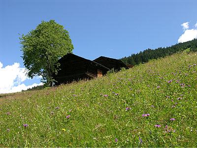 Maiswiese in Schruns: DDie steile Rotschwingel-Strau߭graswiese im Lifinar weist durch die traditionelle Wiesennutzung einen typischen Pflanzenbestand auf, in dem auch viele Wiesenblumen ideale Bedingungen finden.