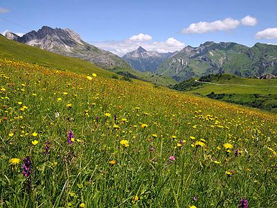 Magerwiese in Lech: Die ausgedehnte Magerwiese ist Teil einer weitlufigen, traditionell genutzten Wiesenlandschaft in Oberlech. Sie besticht durch Artenvielfalt und Bltenreichtum.