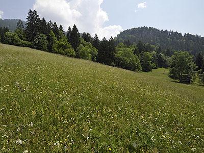 Magerwiese Ludescherberg: Die naturnahe Bewirtschaftung dieses Mosaiks aus Rotschwingel-Straugraswiesen und Halbtrockenrasen am Ludescherberg erhlt eine groe Artenvielfalt. 