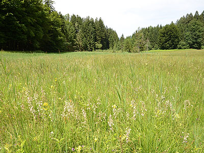 Vonbrl Hubert, Rns - Streuwiese Wies: Die wertvollen Pflanzengemeinschaften des groen Flachmoors in der Rnser Parzelle Wals werden im Herbst als Streuwiesen gemht. Diese Nutzung erhlt den Lebensraum zahlreicher seltener Pflanzen.