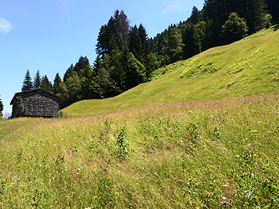 Gantner Berta & Johannes – Wald am Arlberg, Magerwiese „Schattenmahd-Rosa“: Umrahmt von Waldflächen ist diese Magerwiese ein Zeuge der einst ausgedehnten Bergwiesenkultur auf der Schattenseite des Klostertals. Steilheit und Strukturreichtum sind eine Herausforderung für die Bewirtschaftung und Pflege.