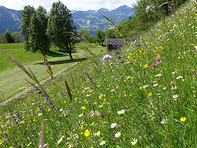 Burtscher Erich - Bludenz, Arbeitsintensive Mähnutzung erhält eine bunte Salbei-Glatthaferwiese in wärmebegünstigter Hanglage. Landschaftsbild und Tierwelt profitieren von dieser Vielfalt.